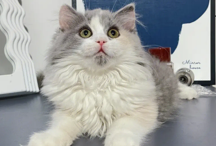 高地长毛猫是什么品种?想养的来了解下吧 高地长毛猫是什么品种?想养的来了解下吧