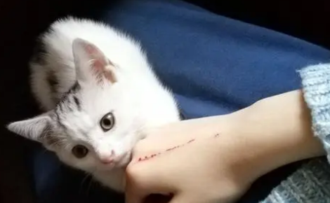 猫抓了怎么办 猫抓了怎么办