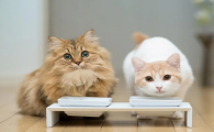 给猫咪吃肠胃宝的禁忌是什么