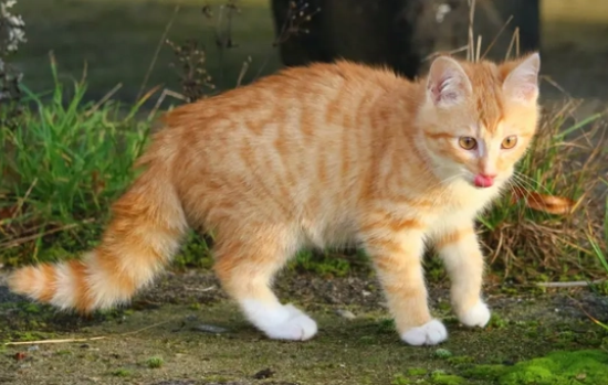 猫有几个乳头