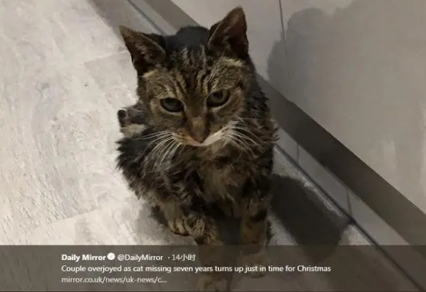 爱猫失踪6年神奇现身,接到电话时不敢相信 爱猫失踪6年神奇现身,接到电话时不敢相信