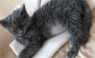 猫传腹传染吗
