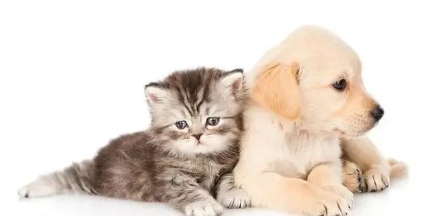 新冠传染猫狗会死吗
