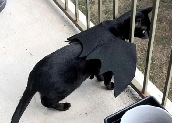 邻居搬家不带橘猫！黑猫主人霸气收养