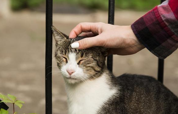 夜晚散步被流浪猫绊住,再往前猫就挠人了 夜晚散步被流浪猫绊住,再往前猫就挠人了