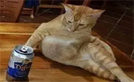 猫喝酒会怎么样