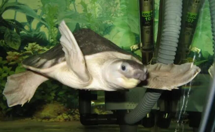 水族箱适合养什么龟?看完就知道了 水族箱适合养什么龟?看完就知道了