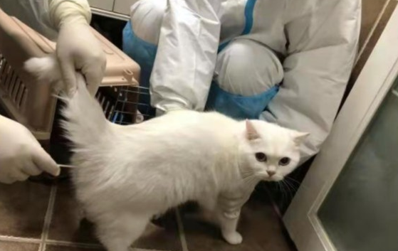主人确诊宠物猫会感染么