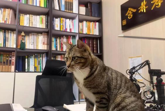 国内首例:猫把人咬伤后,猫咪却毒发离世了 国内首例:猫把人咬伤后,猫咪却毒发离世了