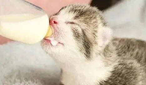 猫几个月断奶