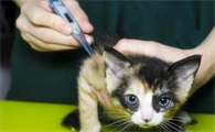 猫咪发烧怎么办