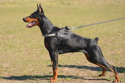 杜宾犬多大开始认主人?想养的人看过来