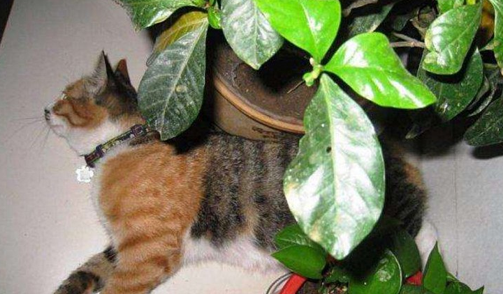 绿萝对猫有毒吗