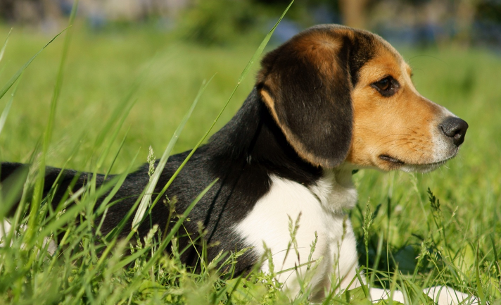 比格犬优缺点