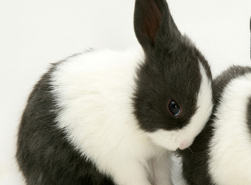 荷兰兔多少钱一只？大家知道吗？