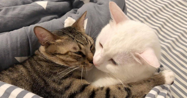 猫什么时候发情