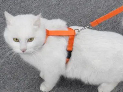 猫咪背心式牵引绳怎么制作