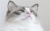 猫咪掉毛并且有黑色点点怎么回事