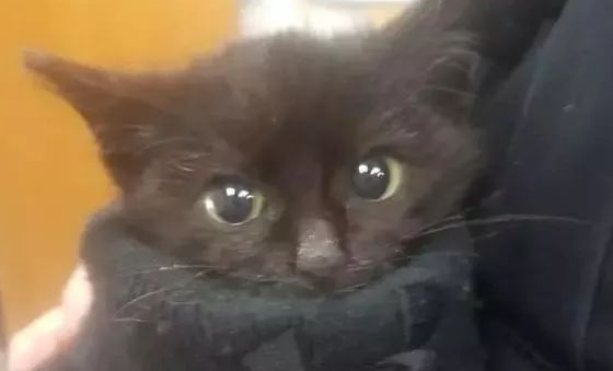 小猫被困岩石中，被救以后竟然赖着不走了