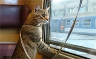 猫可以坐高铁吗