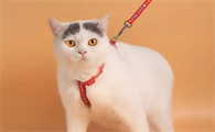 猫咪的牵引绳多少钱