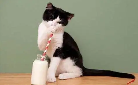 猫能喝牛奶吗