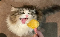 猫可以吃薯片吗