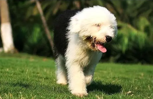古牧犬好养吗