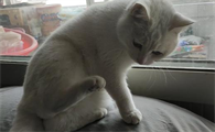 猫多大会发情