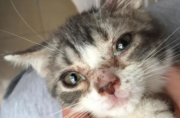 猫瘟初期症状
