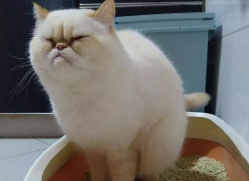 猫便秘的症状有哪些有什么方法解决 猫便秘的症状有哪些有什么方法解决