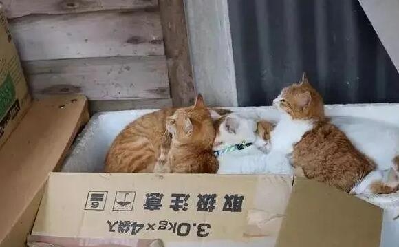 怎样找到流浪猫的猫窝