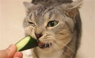 猫可以吃黄瓜吗