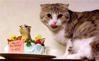 猫可以吃蛋糕吗