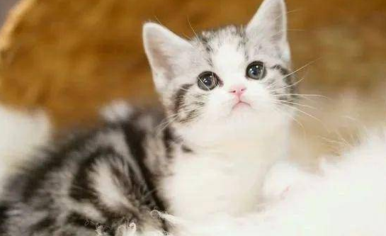 众里寻猫千百度,蓦然回首,猫却在自家附近 众里寻猫千百度,蓦然回首,猫却在自家附近