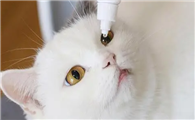 猫咪可以用人的什么眼药水