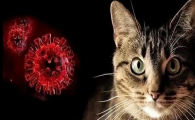 人新冠阳性猫怎么办