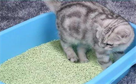 猫砂多久换一次