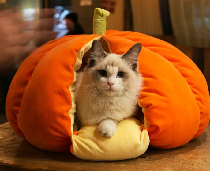 两只猫怎么选猫窝 两只猫怎么选猫窝
