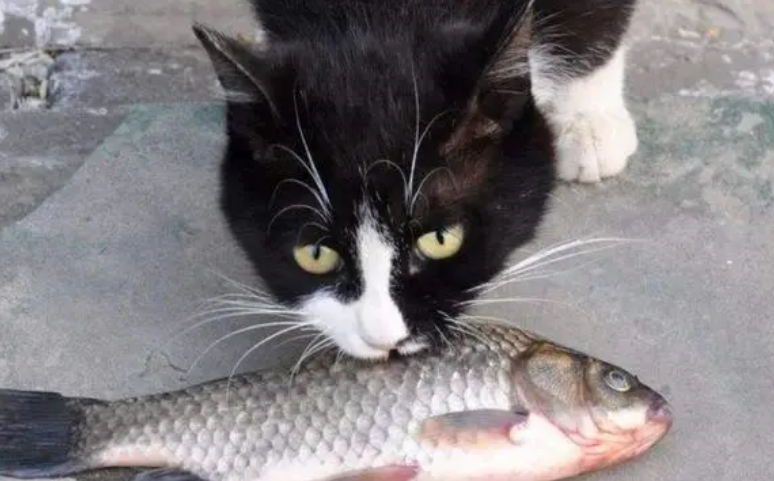 猫为什么爱吃鱼