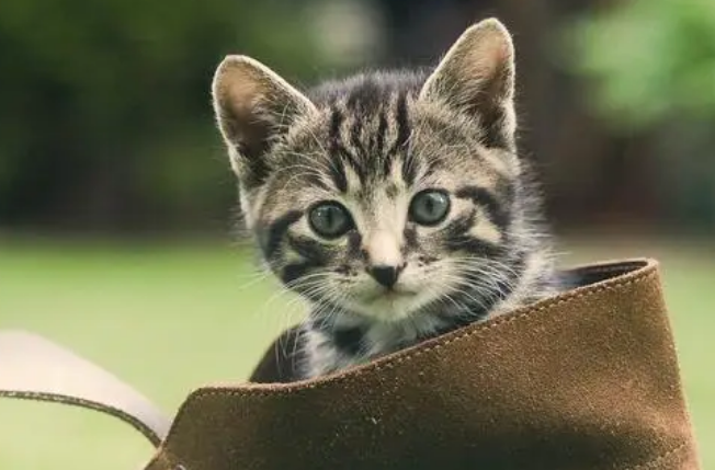 猫咪一般多久开始发情?主人要了解 猫咪一般多久开始发情?主人要了解