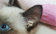 猫耳螨能自愈吗