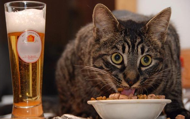 猫咪万万不能吃的东西是什么