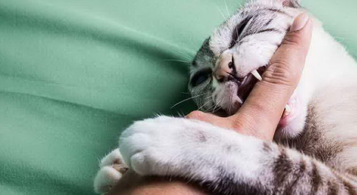 猫咪咬人怎么纠正呢