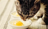 猫能吃生鸡蛋吗