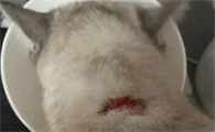 猫癣长什么样