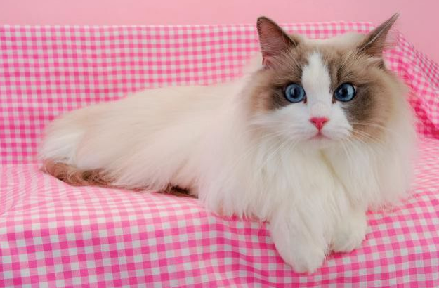 布偶猫5个月吃多少猫粮