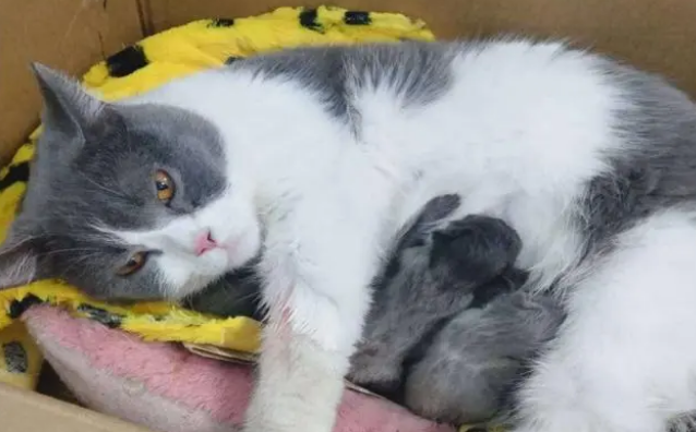 猫的孕期一般是多少天