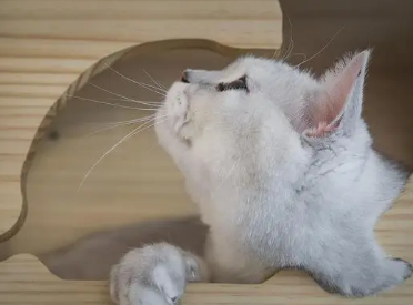 怎么给流浪猫做窝