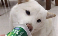 狗能喝酸奶吗